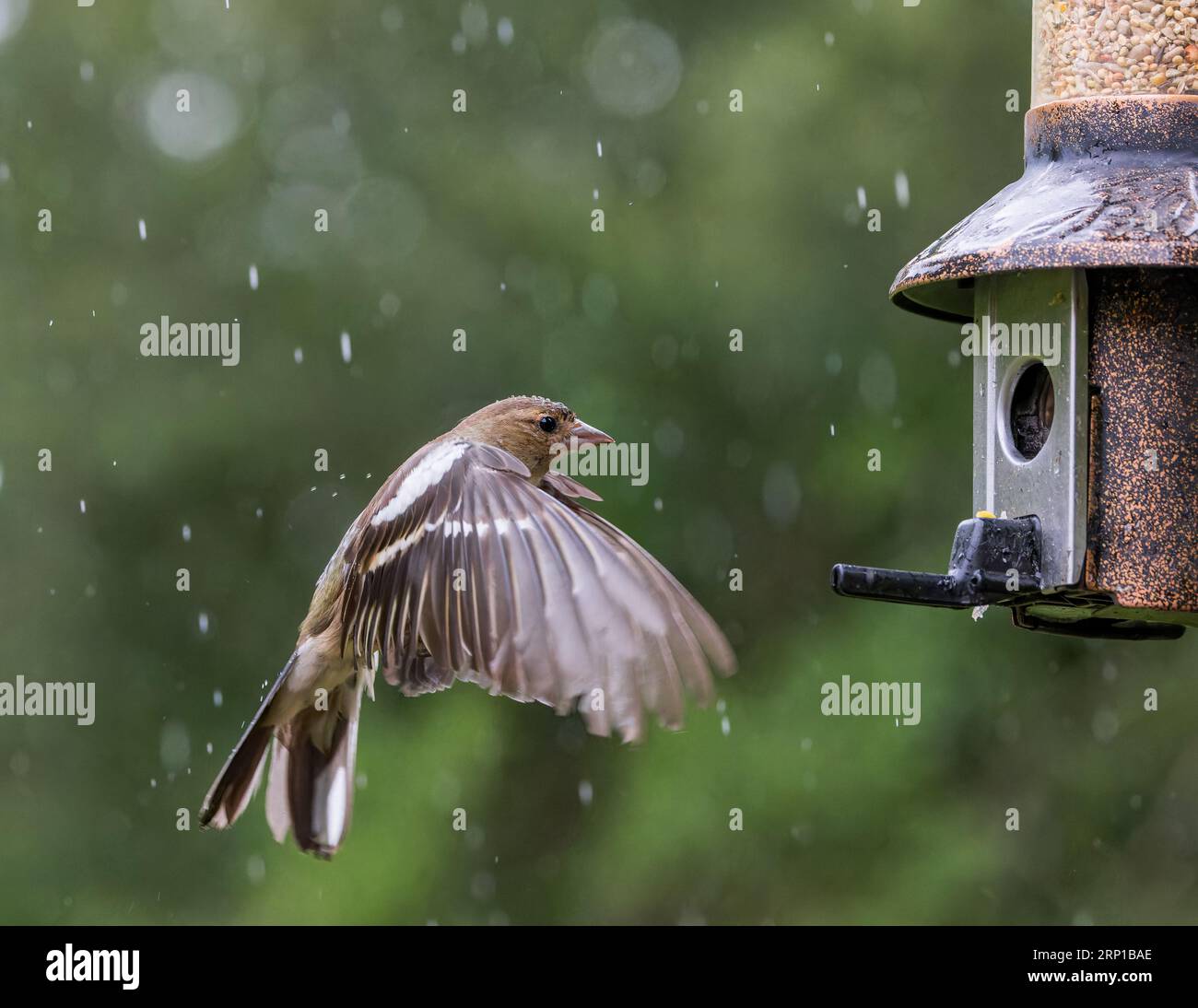 Chaffinch eurasien [ Fringilla coelebs ] oiseau femelle sur le point d'atterrir sur la mangeoire de graines de jardin sous la pluie avec des reflets de bokeh hors foyer en arrière-plan Banque D'Images