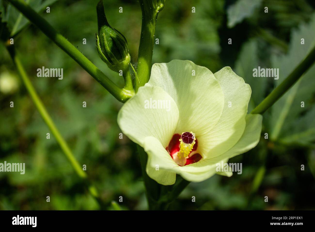 Okra ou okro, Abelmoschus esculentus, connu dans certains pays anglophones sous le nom de Lady's Fingers, est une plante à fleurs de la famille des mauves. Banque D'Images