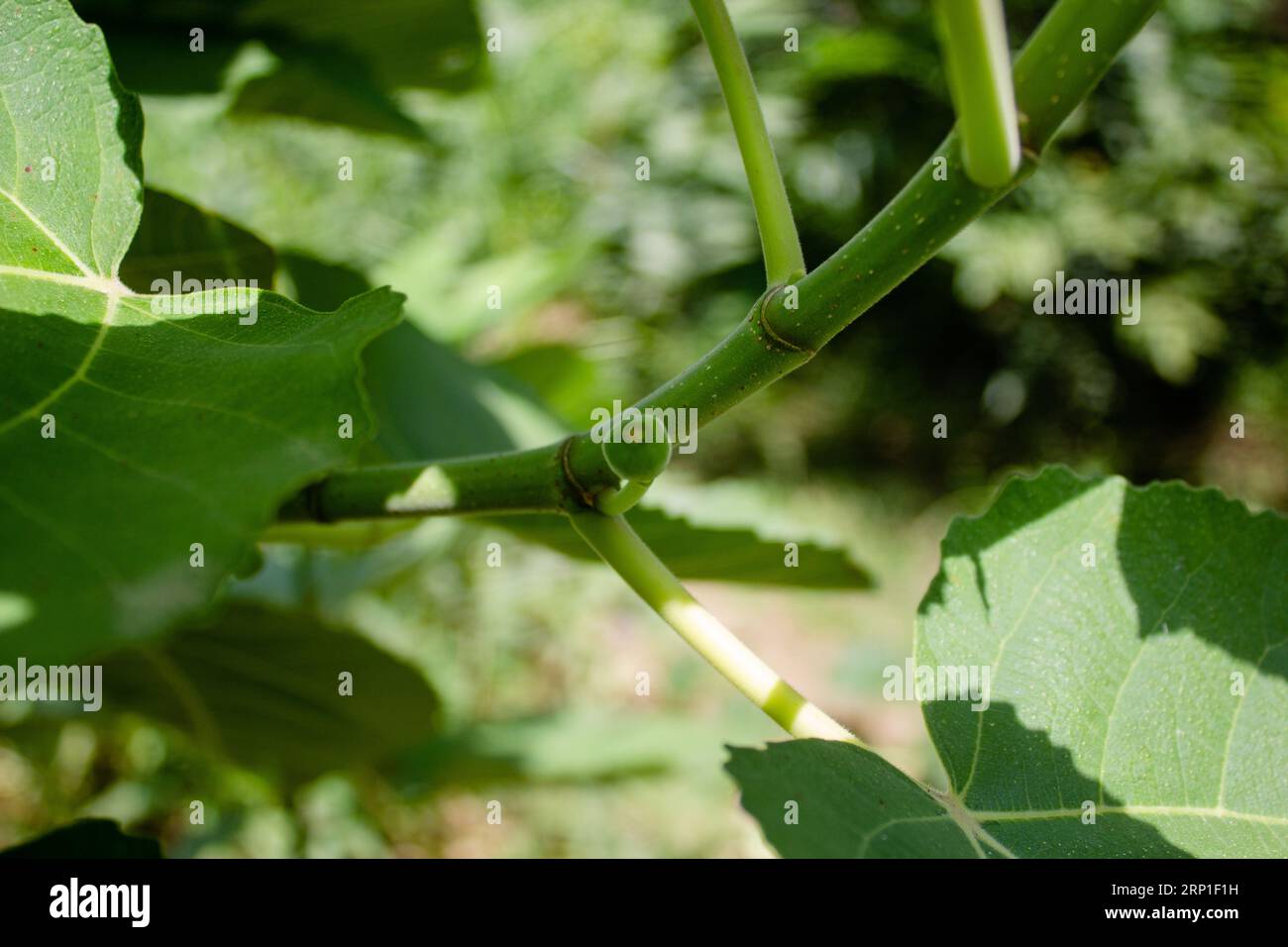 la figue est un petit arbre à feuilles caduques ou un grand arbuste atteignant 7–10 m (23–33 pi) de haut, avec une écorce blanche et lisse. Ses grandes feuilles en ont trois à cinq Banque D'Images