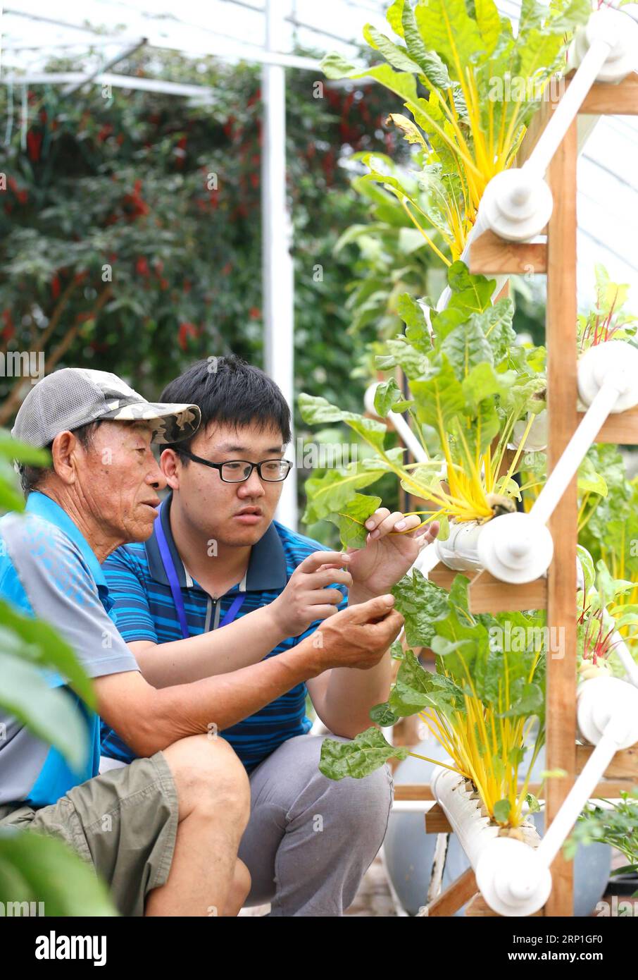 (180705) -- QINGDAO, 5 juillet 2018 -- le technicien Song Yongjun (à droite) donne des instructions aux agriculteurs pour planter des légumes dans la zone agricole de haute technologie dans le district de Jimo de la ville de Qingdao, province de Shandong dans l'est de la Chine, 5 juillet 2018. Des équipes de techniciens ont été mises en place dans le district de Jimo pour fournir des consultations aux familles pauvres qui rencontrent des problèmes lorsqu’elles mettent en œuvre des projets adaptés de lutte contre la pauvreté. Environ 700 familles ont obtenu de l'aide et ont augmenté leurs revenus. )(wsw) CHINE-SHANDONG-RÉDUCTION DE LA PAUVRETÉ-SOUTIEN TECHNOLOGIQUE (CN) LiangxXiaopeng PUBLICATIONxNOTxINxCHN Banque D'Images