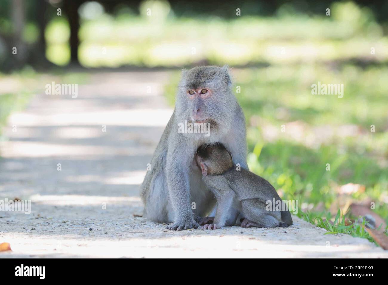 (180719) -- KUCHING, 19 juillet 2018 -- une photo prise le 19 juillet 2018 montre les macaques dans le parc national de Bako, dans l'est de l'État du Sarawak de Malaisie. Créé en 1957, le parc national de Bako offre une introduction parfaite aux forêts et à la faune du Sarawak.) (dtf) MALAYSIA-KUCHING-BAKO NATIONAL PARK ZhuxWei PUBLICATIONxNOTxINxCHN Banque D'Images