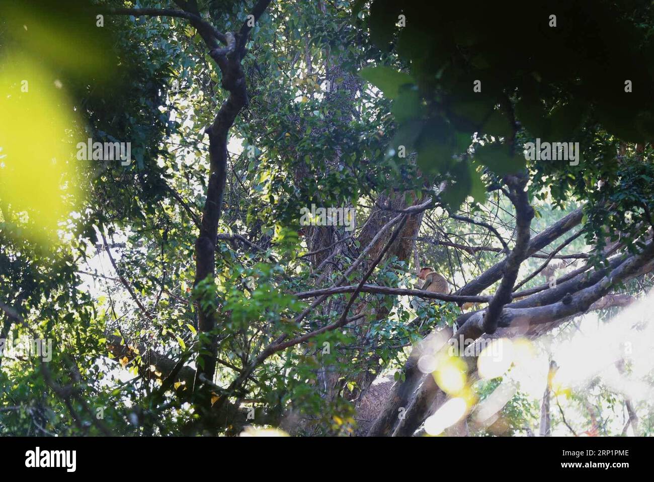 (180719) -- KUCHING, 19 juillet 2018 -- une photo prise le 19 juillet 2018 montre un singe proboscis dans le parc national de Bako, dans l'est de la Malaisie, dans l'état de Sarawak. Créé en 1957, le parc national de Bako offre une introduction parfaite aux forêts et à la faune du Sarawak.) (dtf) MALAYSIA-KUCHING-BAKO NATIONAL PARK ZhuxWei PUBLICATIONxNOTxINxCHN Banque D'Images