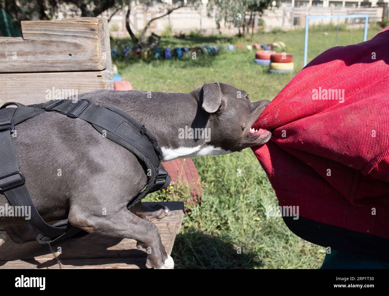 Beau chien en colère staffordshire Bull terrier. Blue american staffordshire terrier amstaff garde arrache des vêtements criminels. Dressage du chien d'assistance chien bi Banque D'Images