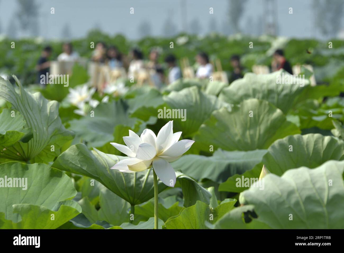 (180724) -- XINGTAI, 24 juillet 2018 -- Un groupe d'étudiants dessine des images de fleurs de lotus dans le comté de Longyao, province du Hebei, dans le nord de la Chine, le 24 juillet 2018. )(gxn) CHINA-HEBEI-XINGTAI-LOTUS (CN) MuxYu PUBLICATIONxNOTxINxCHN Banque D'Images