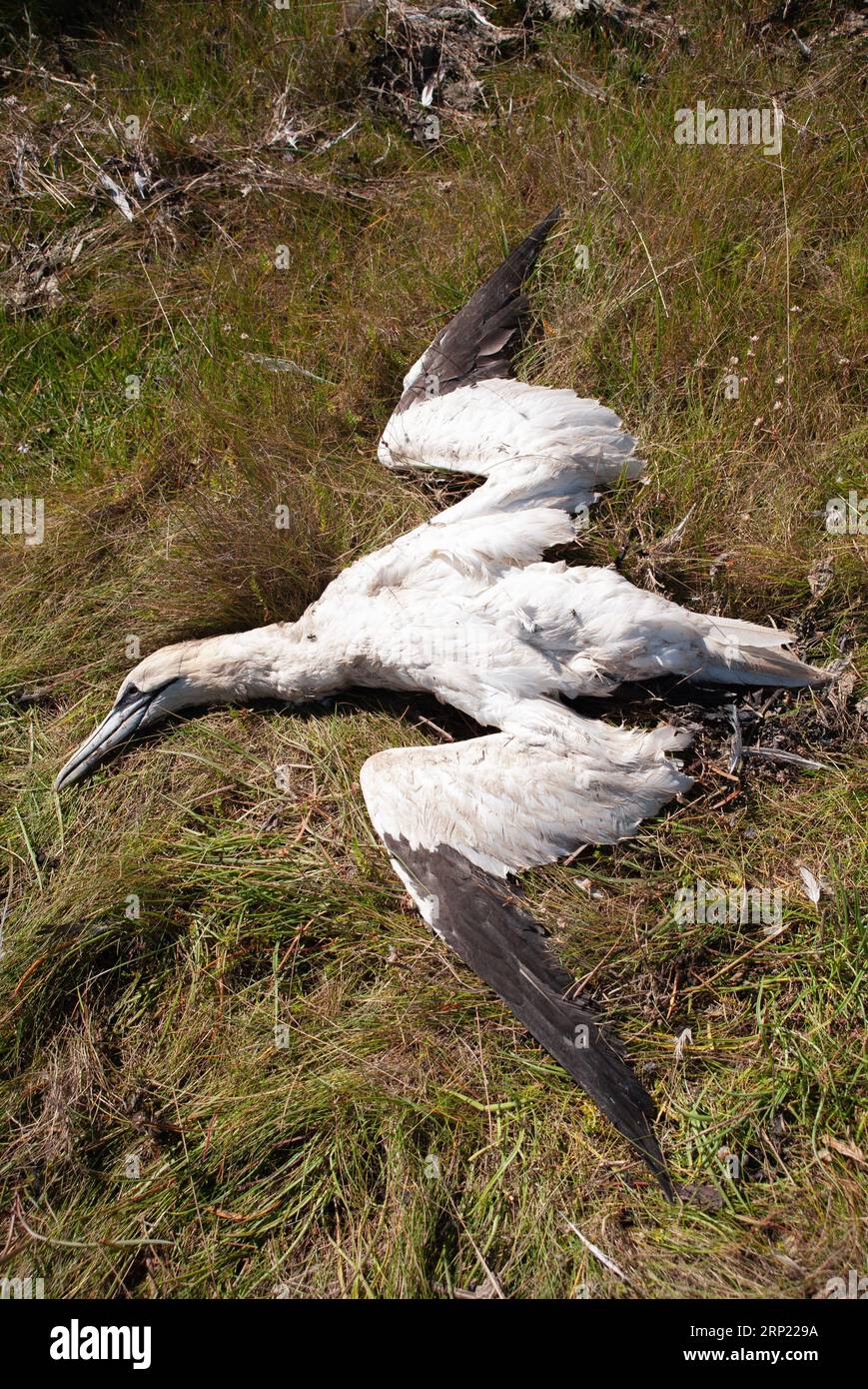 Carcasse de Mannet du Nord, Morus bassanus, oiseau tué par l'influenza aviaire, IAHP, souche H5N1, West Kirby, Wirral, Merseyside, Royaume-Uni Banque D'Images