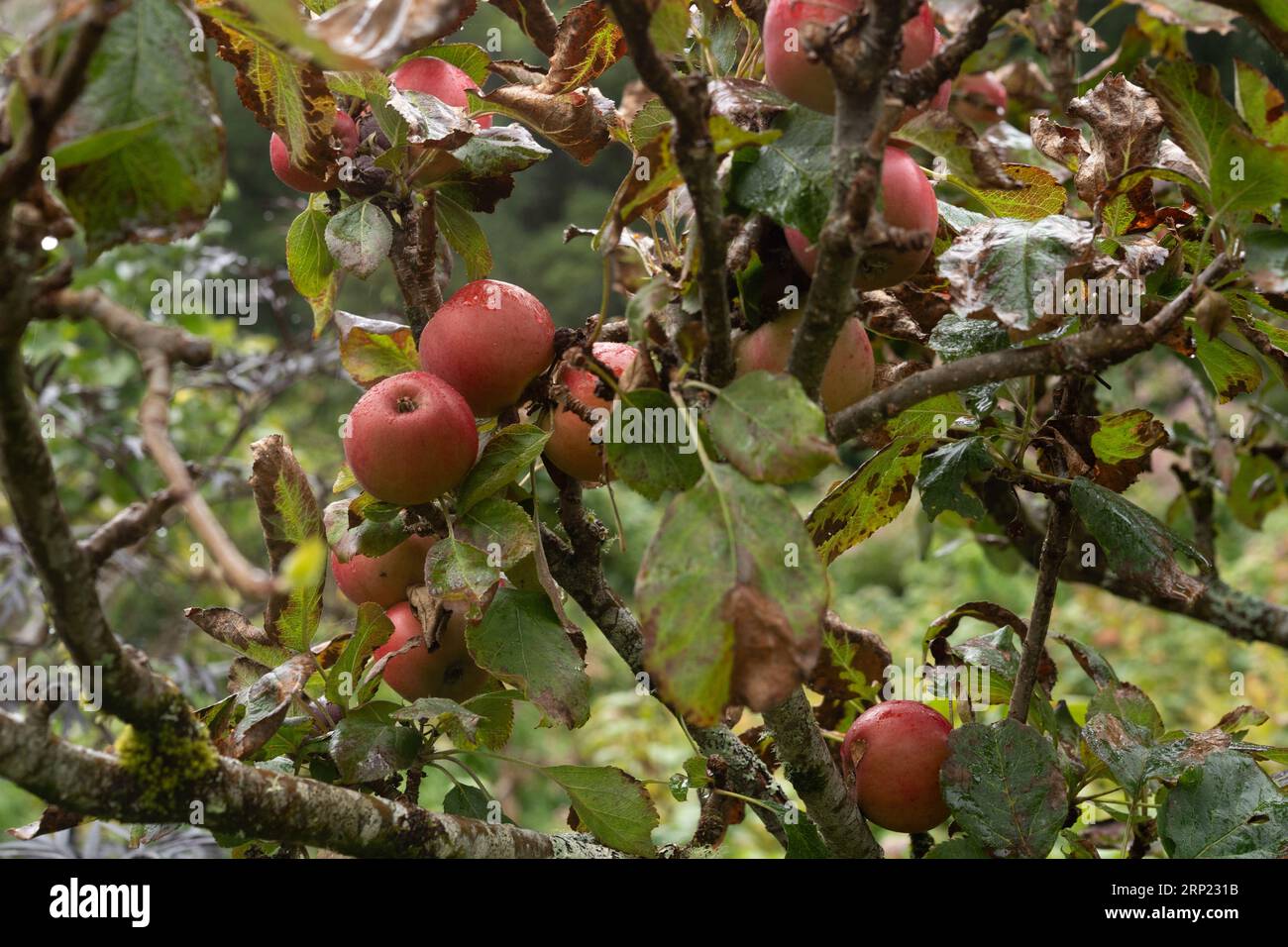 Pomme, Malus domestica 'pêche irlandaise', Rosaceae, jardins à Glenveagh, Donegal, Irlande, Europe Banque D'Images