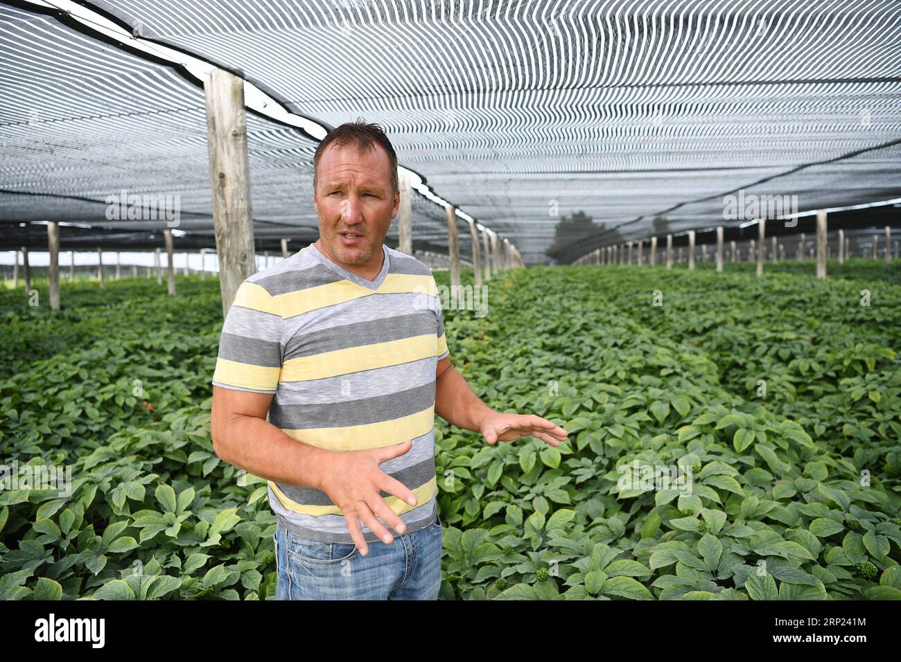 (180816) -- WISCONSIN, 16 août 2018 -- Joe Heil travaille dans sa ferme de ginseng à Wausau, Wisconsin, États-Unis, le 25 juillet 2018. Joe Heil cultive le ginseng depuis plus de 20 ans. Sa ferme du Wisconsin avec 50 acres de ginseng était lucrative. Récemment, cependant, la peur de la perte se profile dans son esprit. Alors que les frictions commerciales déclenchées par les États-Unis avec la Chine s'intensifient, certains clients qui ont exprimé leur intérêt pour l'achat de ginseng du Wisconsin ont reculé. POUR ALLER AVEC la caractéristique : l'industrie américaine du ginseng a souffert dans les frictions commerciales en cours entre les États-Unis et la Chine ) (zhf) États-Unis-WISCONSIN-GINSENG-COMMERCE-FERME LiuxJie PUBLICATIONx Banque D'Images