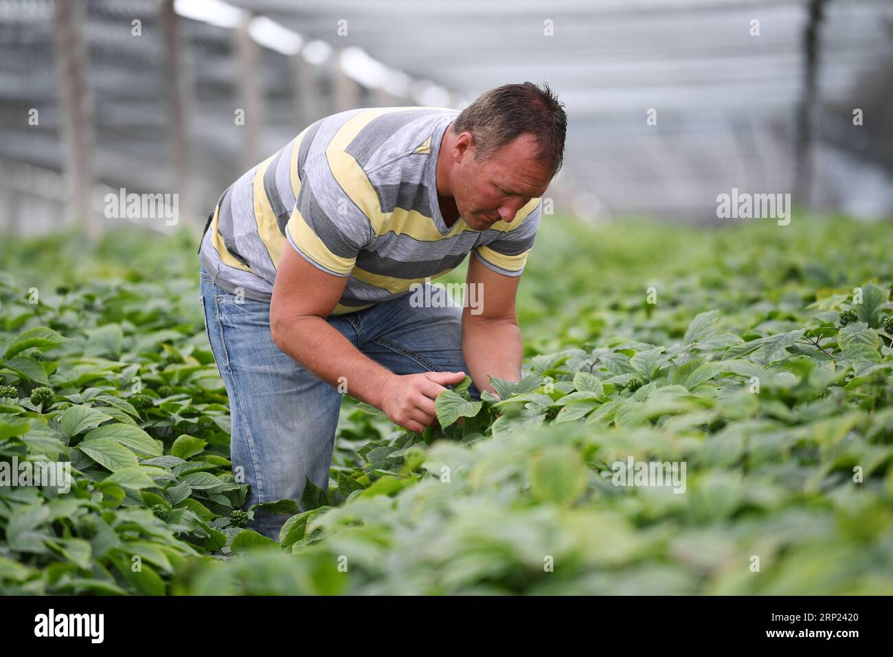 (180816) -- WISCONSIN, 16 août 2018 -- Joe Heil travaille dans sa ferme de ginseng à Wausau, Wisconsin, États-Unis, le 25 juillet 2018. Joe Heil cultive le ginseng depuis plus de 20 ans. Sa ferme du Wisconsin avec 50 acres de ginseng était lucrative. Récemment, cependant, la peur de la perte se profile dans son esprit. Alors que les frictions commerciales déclenchées par les États-Unis avec la Chine s'intensifient, certains clients qui ont exprimé leur intérêt pour l'achat de ginseng du Wisconsin ont reculé. POUR ALLER AVEC la caractéristique : l'industrie américaine du ginseng a souffert dans les frictions commerciales en cours entre les États-Unis et la Chine ) (zhf) États-Unis-WISCONSIN-GINSENG-COMMERCE-FERME LiuxJie PUBLICATIONx Banque D'Images