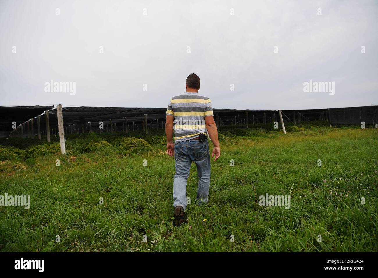 (180816) -- WISCONSIN, 16 août 2018 -- Joe Heil marche dans sa ferme de ginseng à Wausau, Wisconsin, États-Unis, le 25 juillet 2018. Joe Heil cultive le ginseng depuis plus de 20 ans. Sa ferme du Wisconsin avec 50 acres de ginseng était lucrative. Récemment, cependant, la peur de la perte se profile dans son esprit. Alors que les frictions commerciales déclenchées par les États-Unis avec la Chine s'intensifient, certains clients qui ont exprimé leur intérêt pour l'achat de ginseng du Wisconsin ont reculé. POUR ALLER AVEC la caractéristique : l'industrie américaine du ginseng a souffert dans les frictions commerciales en cours entre les États-Unis et la Chine ) (zhf) États-Unis-WISCONSIN-GINSENG-COMMERCE-FERME LiuxJie PUBLICATIONx Banque D'Images