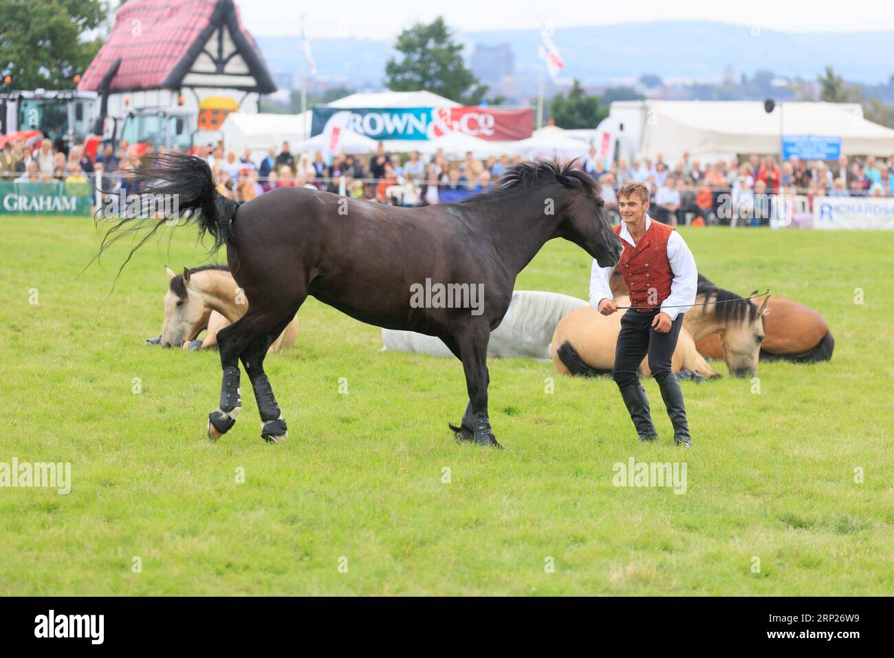 31st août 2023 les chevaux d'action Atkinson divertissent la foule au spectacle du comté de Bucks Banque D'Images