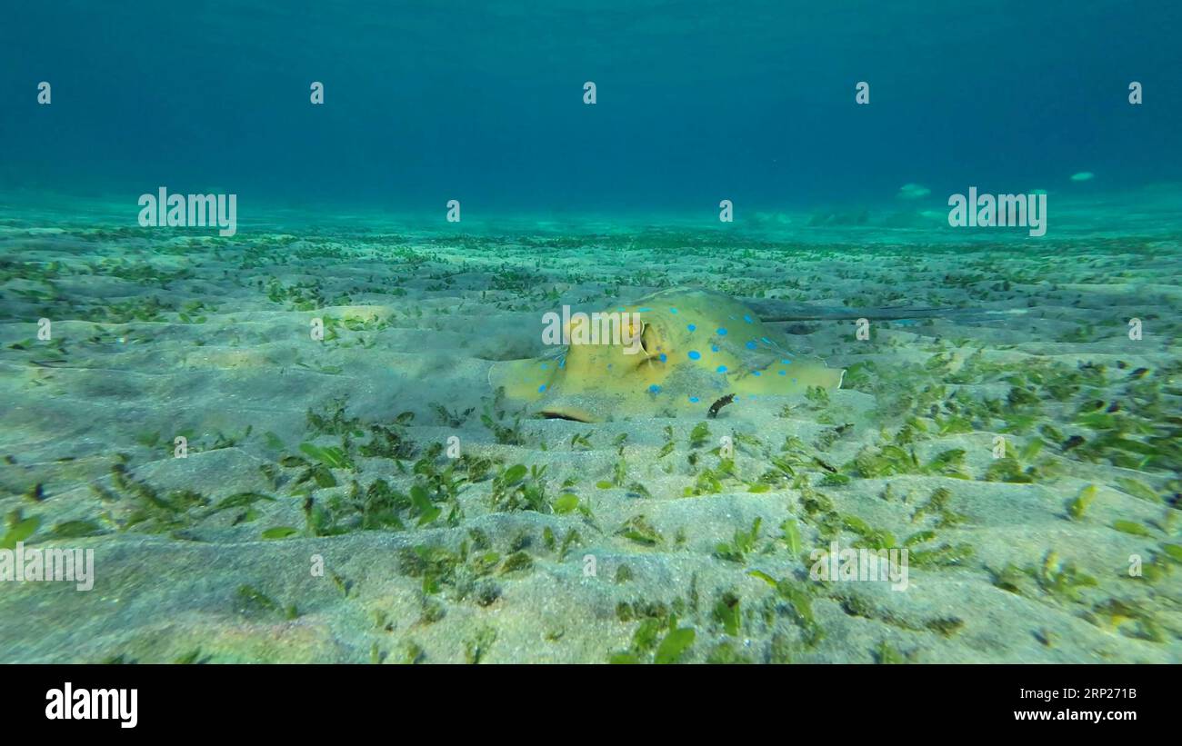 Stingray recherche de la nourriture au fond le jour ensoleillé. Le Stingray à pois bleus ou le rayon de la queue de cochon (Taeniura lymma) creuse le sable sur le fond marin Banque D'Images