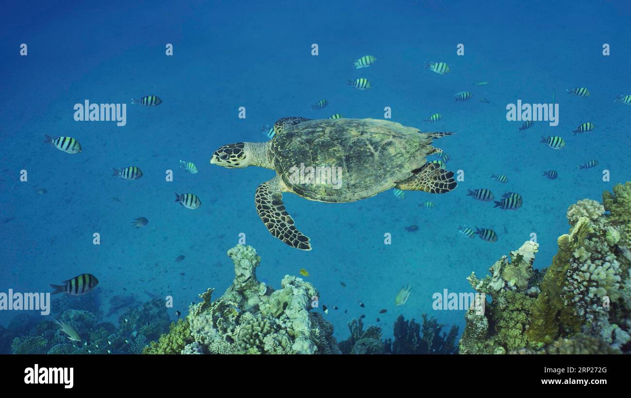Hawksbill Sea Turtle (Eretmochelys imbricata) ou Bissa nage au-dessus du récif corallien avec des poissons tropicaux colorés nageant autour d'elle, Mer Rouge, Egypte Banque D'Images