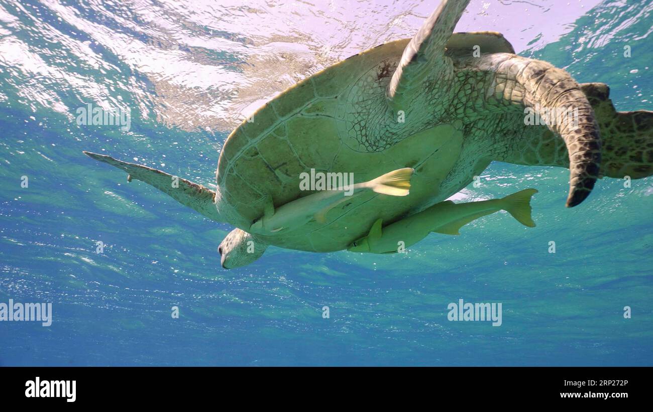 Vue de dessous, Old male Sea Turtle reste sur la surface de l'eau. Grande tortue verte (Chelonia mydas) de sexe masculin âgée avec deux Remorafish Banque D'Images