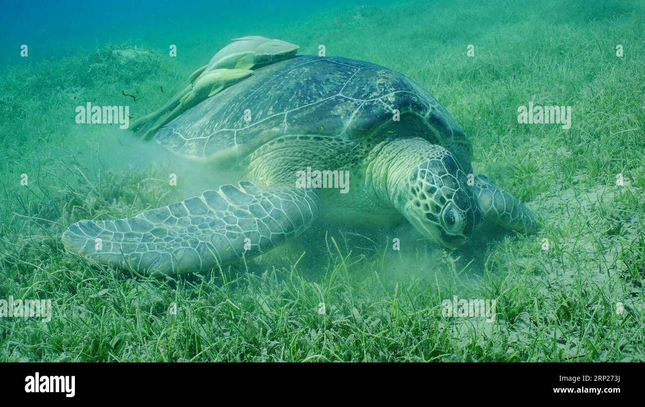 Gros plan, Grande tortue verte (Chelonia mydas) mangeant de l'herbe de mer à feuilles rondes ou de l'herbe de Noodle (Syringodium isoetifolium) sur la prairie d'herbiers marins, deux Banque D'Images