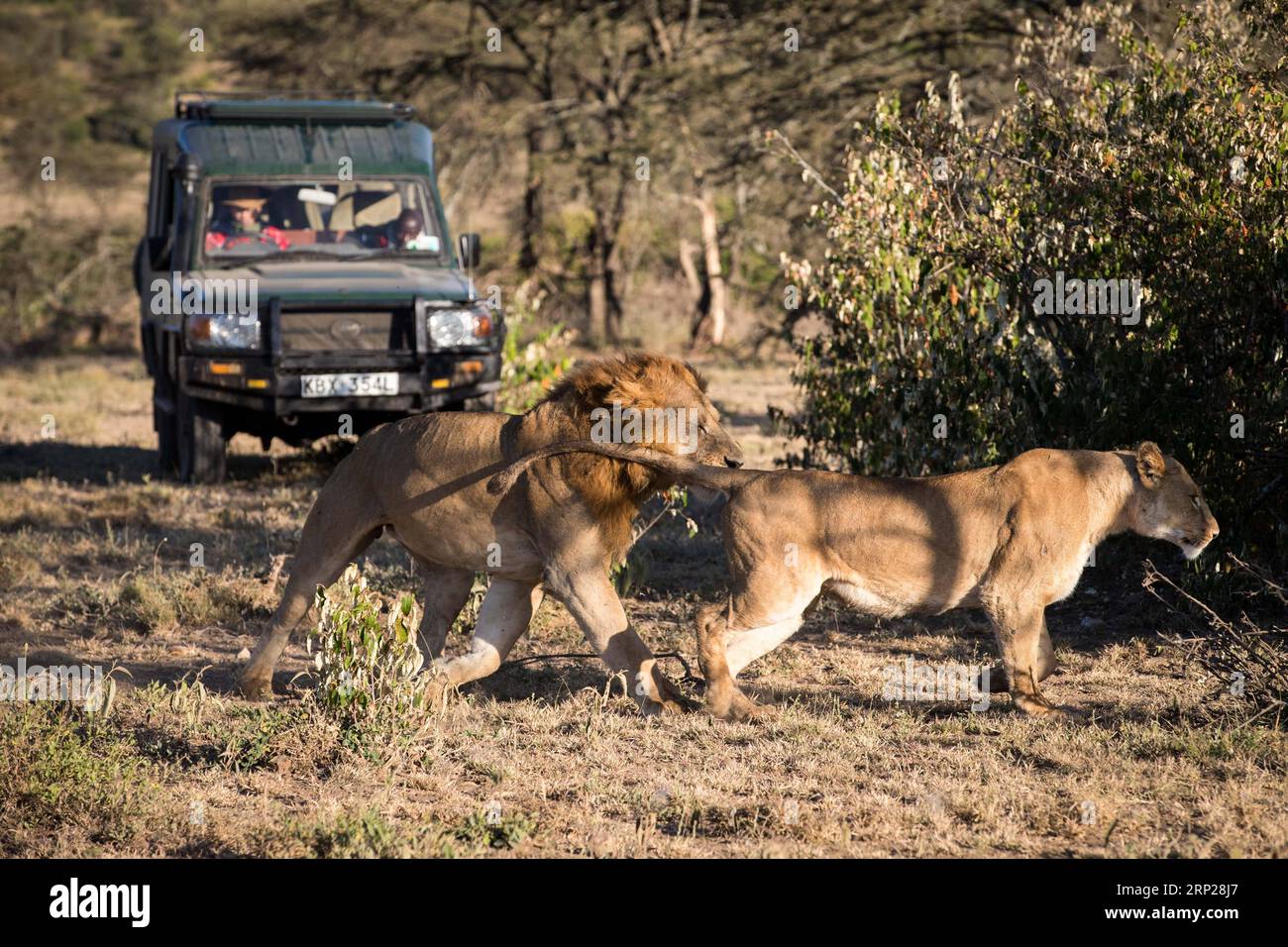 MAASAI MARA -- Zhuo Qiang, conservateur chinois de la faune sauvage, et un gardien local vérifient les lions à OL Kinyei conservancy à Maasai Mara, Kenya, 7 juillet 2018. Le fondateur et président du Fonds de conservation Mara (MCF) Zhuo Qiang, un Chinois de 45 ans, a été le pionnier de projets de conservation de la faune et de la flore remarquables dans l'écosystème mondialement connu du Maasai Mara. OL Kinyei fait partie des conservatoires bénéficiant de ses activités. Autour d'elle, il a construit trois boas à l'épreuve du lion empêchant le conflit avec la faune sauvage avec les communautés adjacentes. Il a été officiellement adopté en tant que fils du Masai s OL Kinyei conservation gro Banque D'Images