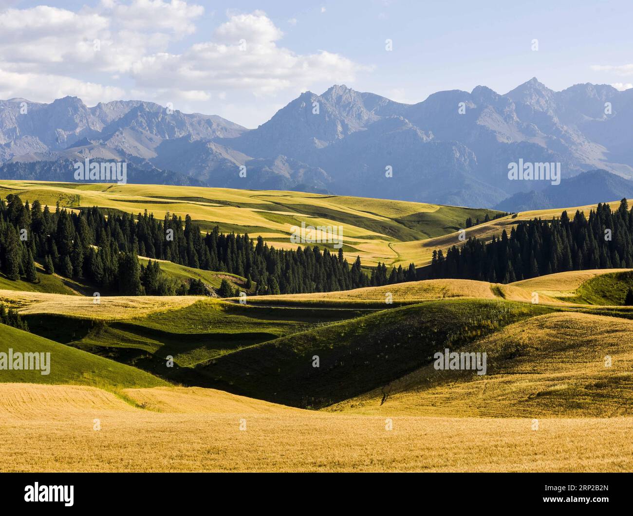 (180828) -- QITAI, 28 août 2018 -- une photo prise le 26 août 2018 montre du blé mature qui pousse dans un champ dans un parc agricole du comté autonome kazak de Mori, dans le nord-ouest de la Chine, dans la région autonome ouygur du Xinjiang. )(wsw) CHINE-XINJIANG-MORI-BLÉ (CN) ZhaoxGe PUBLICATIONxNOTxINxCHN Banque D'Images