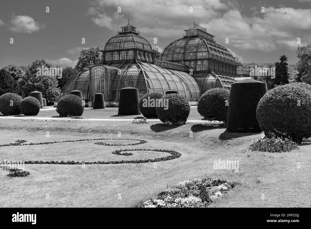 Boîte commune trapézoïdale et sphérique (Buxus sempervirens) buissons, derrière la palmeraie, photographie en noir et blanc, Parc du Palais Schoenbrunn, Vienne Banque D'Images