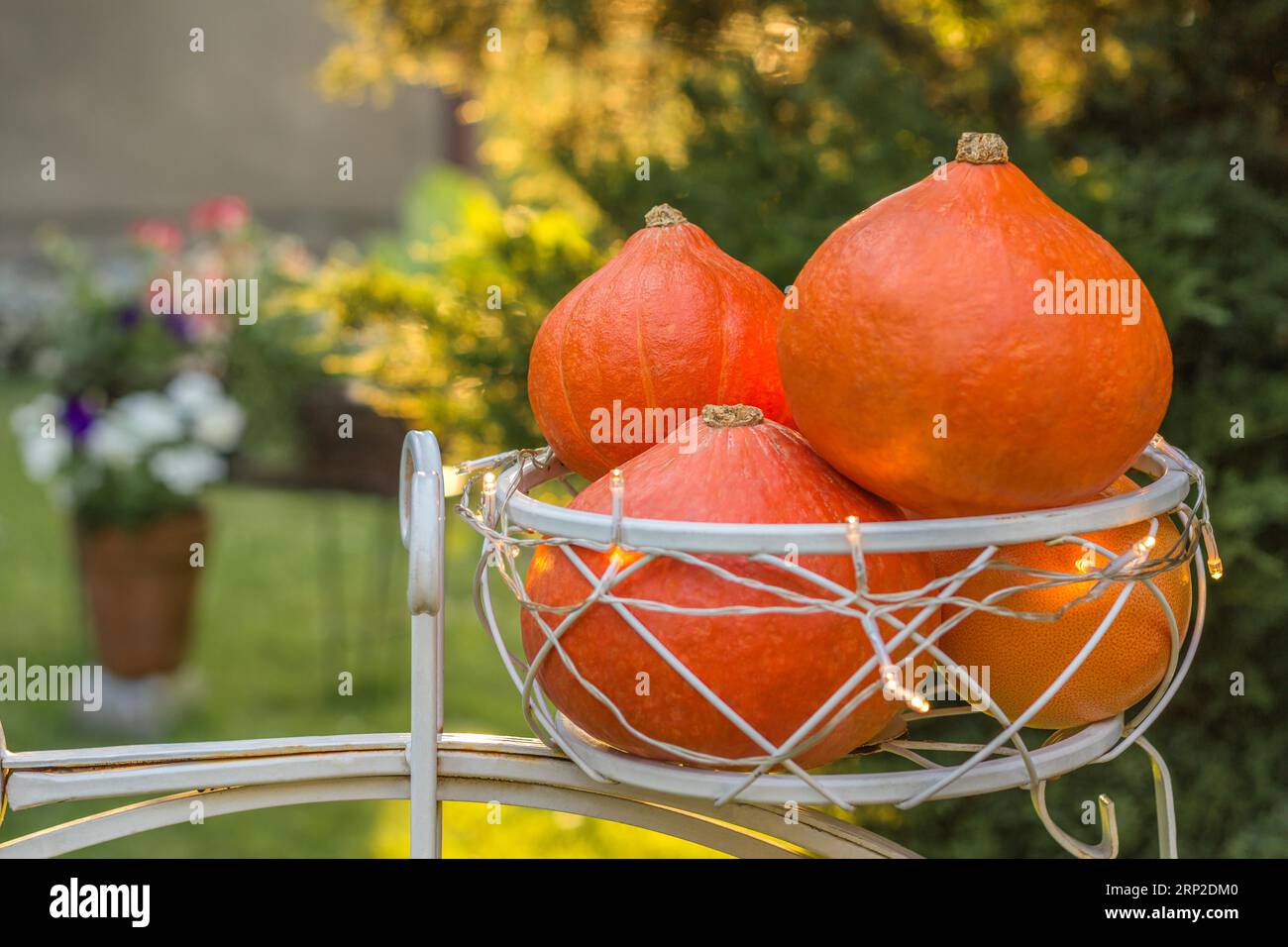 Nature morte d'automne avec des citrouilles hokkaido dans le jardin ensoleillé. Fleurs en arrière-plan. Récolte d'automne, Thanksgiving, concept halloween. Gros plan Banque D'Images