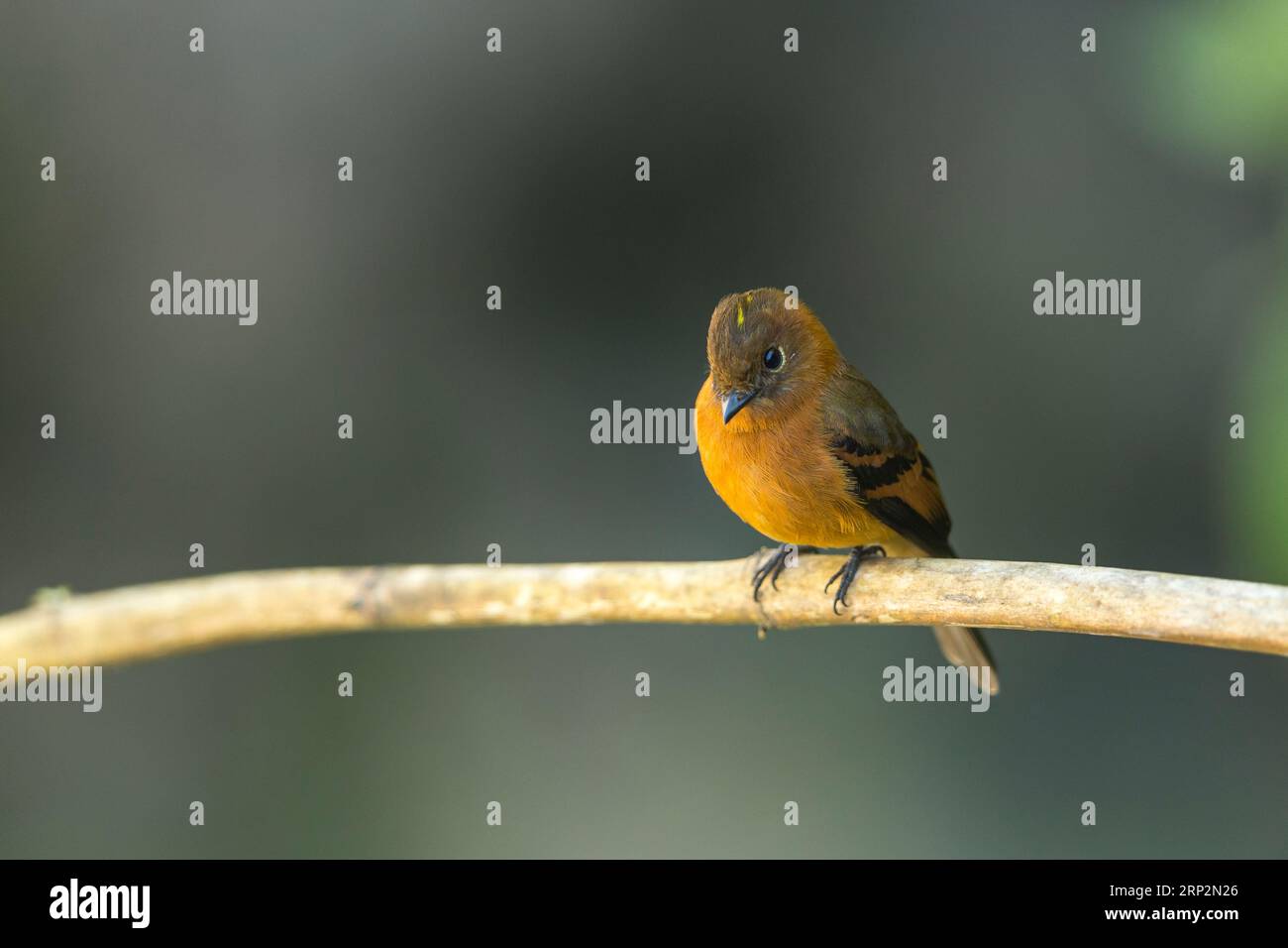 Attrape-mouche à la cannelle Pyrrhomyias cinnamomeus, adulte perché sur une branche, Machu Picchu, Pérou, mai Banque D'Images