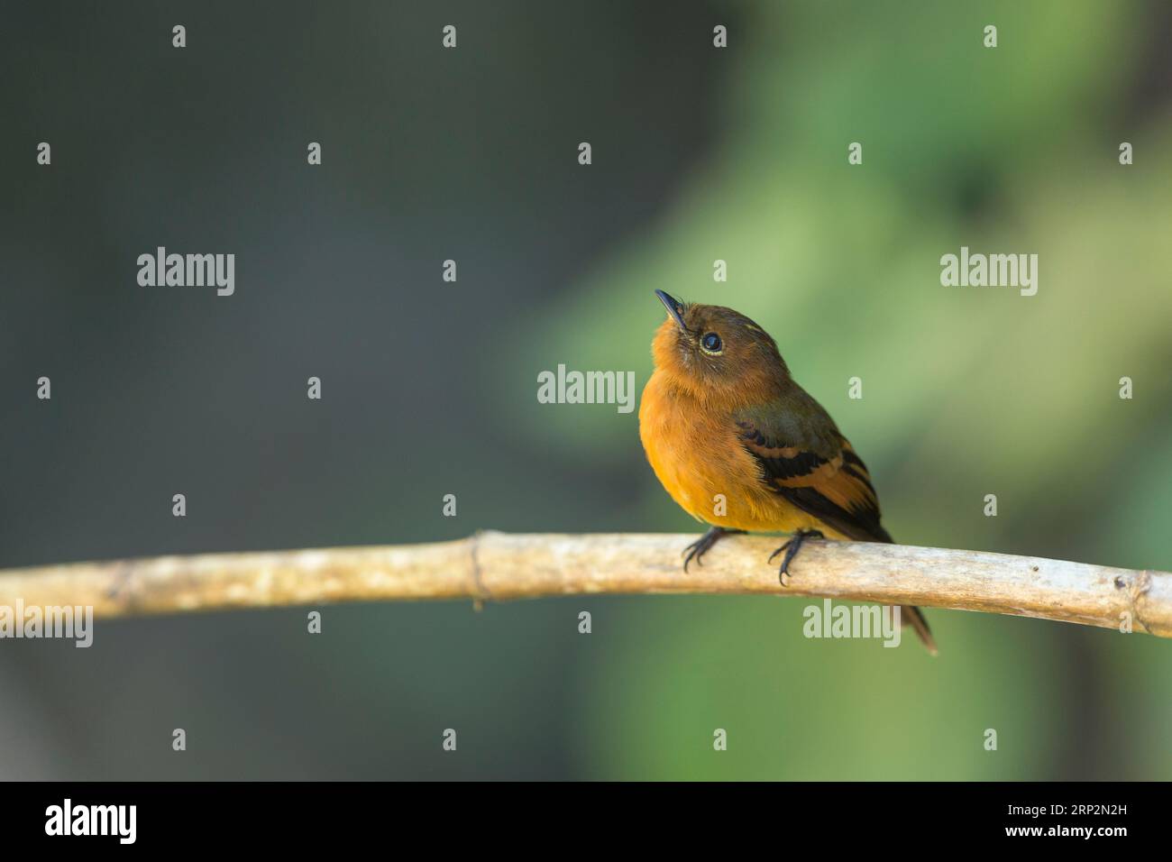 Attrape-mouche à la cannelle Pyrrhomyias cinnamomeus, adulte perché sur une branche, Machu Picchu, Pérou, mai Banque D'Images