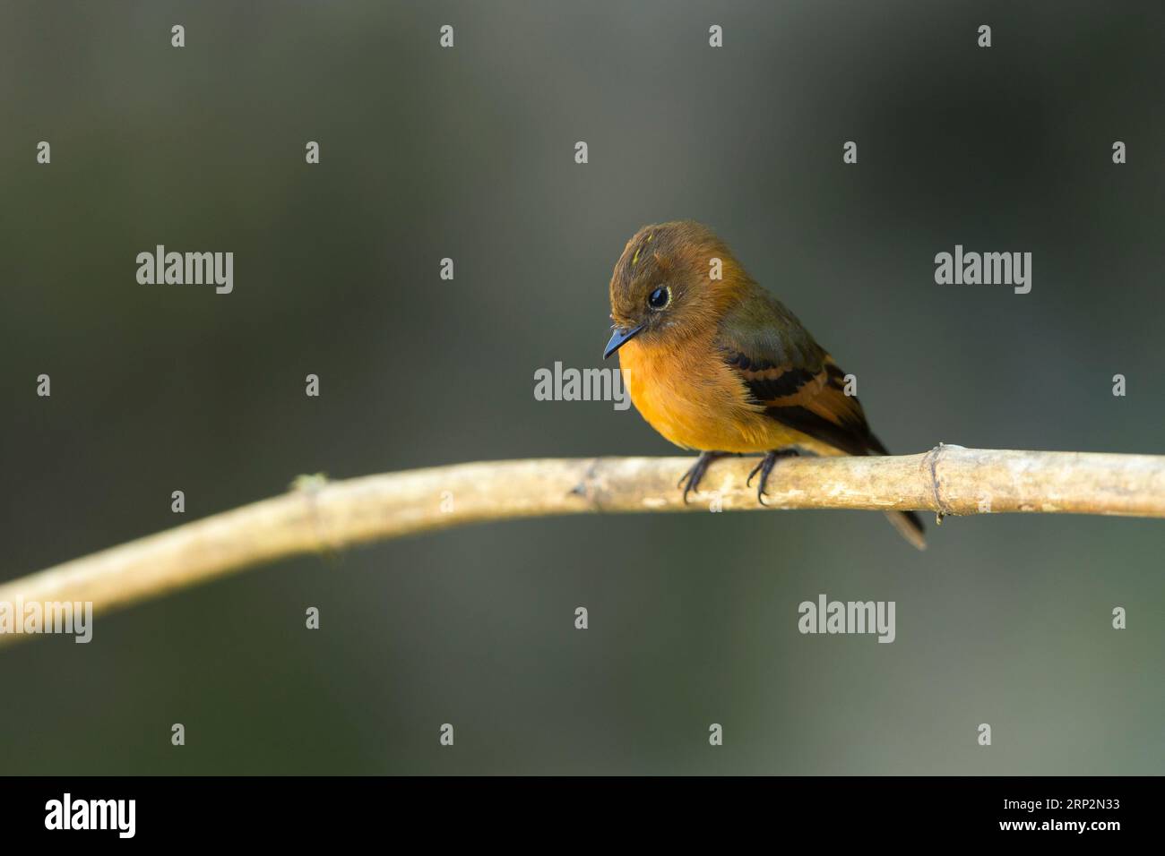 Attrape-mouche à la cannelle Pyrrhomyias cinnamomeus, adulte perché sur une branche, Machu Picchu, Pérou, mai Banque D'Images