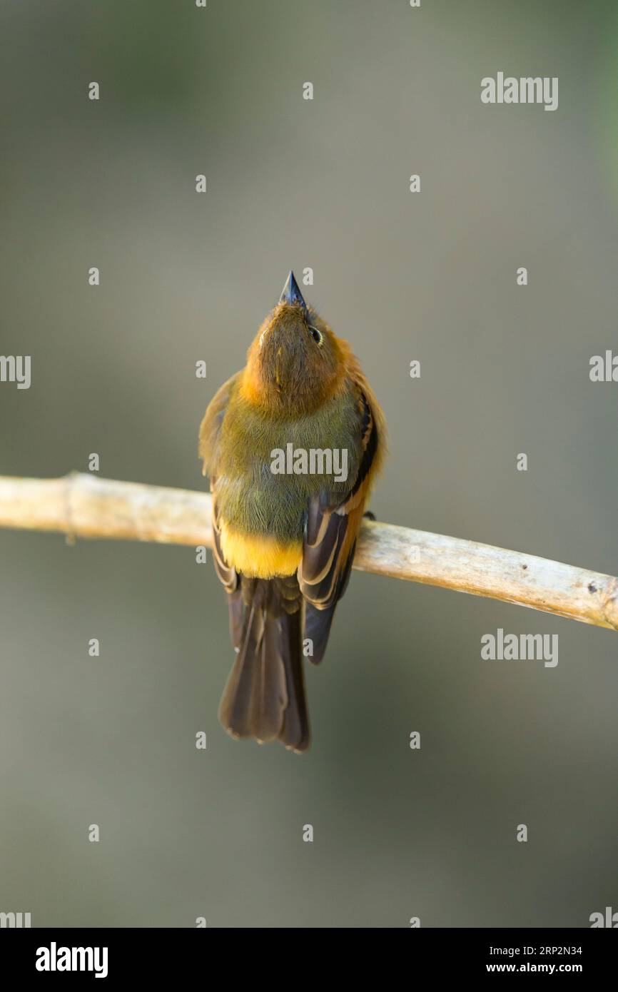 Attrape-mouche à la cannelle Pyrrhomyias cinnamomeus, adulte perché sur une branche, Machu Picchu, Pérou, mai Banque D'Images