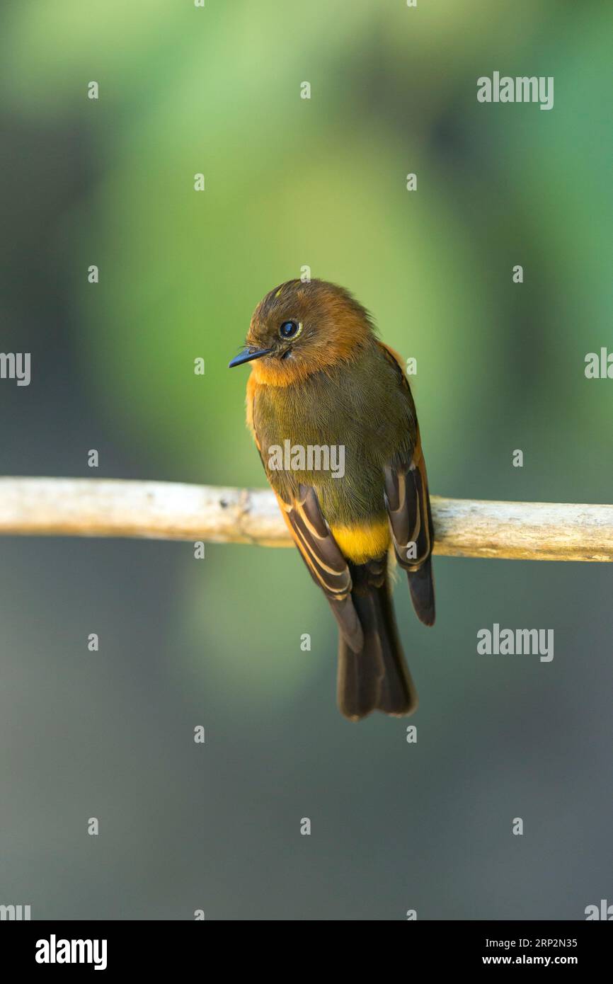 Attrape-mouche à la cannelle Pyrrhomyias cinnamomeus, adulte perché sur une branche, Machu Picchu, Pérou, mai Banque D'Images