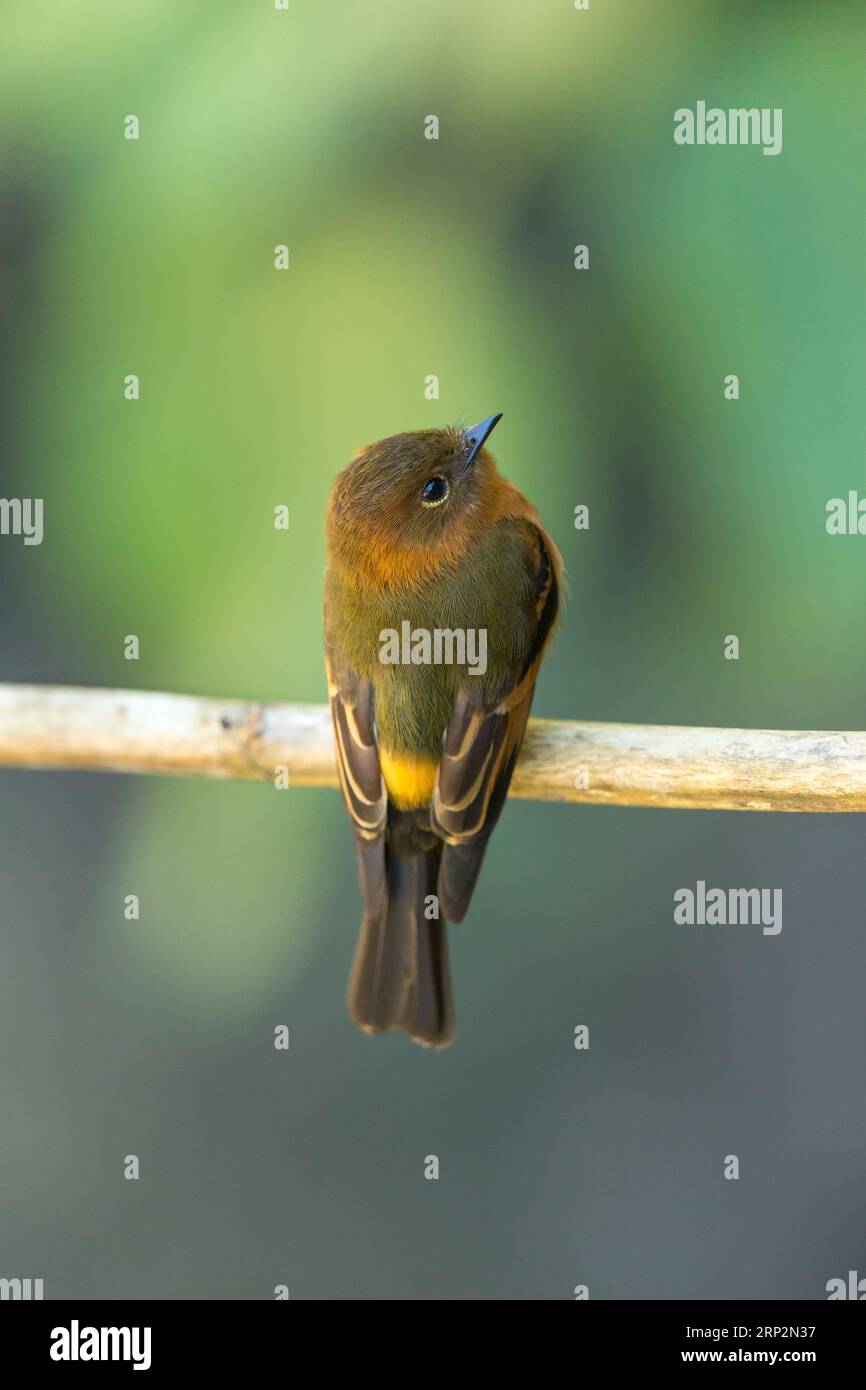 Attrape-mouche à la cannelle Pyrrhomyias cinnamomeus, adulte perché sur une branche, Machu Picchu, Pérou, mai Banque D'Images