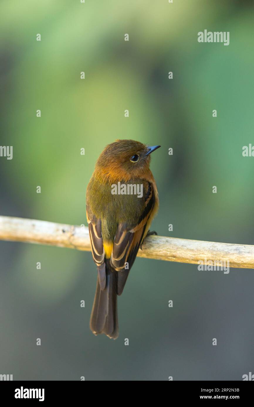 Attrape-mouche à la cannelle Pyrrhomyias cinnamomeus, adulte perché sur une branche, Machu Picchu, Pérou, mai Banque D'Images