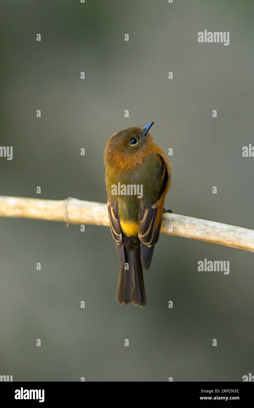 Attrape-mouche à la cannelle Pyrrhomyias cinnamomeus, adulte perché sur une branche, Machu Picchu, Pérou, mai Banque D'Images
