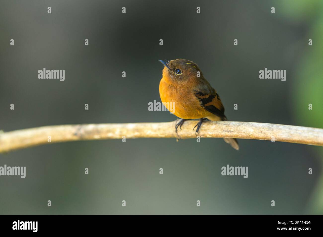 Attrape-mouche à la cannelle Pyrrhomyias cinnamomeus, adulte perché sur une branche, Machu Picchu, Pérou, mai Banque D'Images