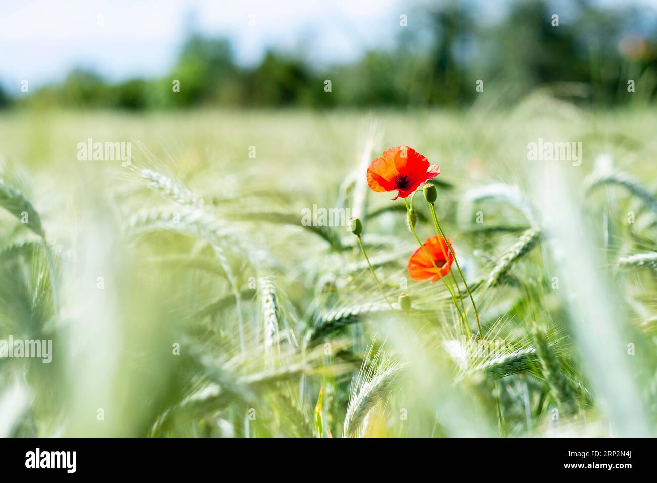 Fleurs de coquelicots dans un champ de blé Banque D'Images