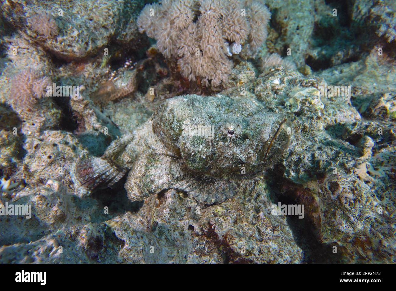 Tête de libellule à bosse bien camouflée (Scorpaenopsis diabolus), site de plongée Dunraven épave, Sinaï, Mer Rouge, Egypte Banque D'Images