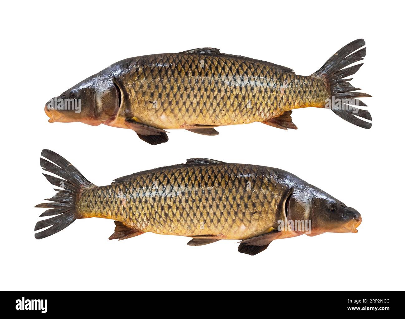 poisson carpe, poisson cru frais sur glace pour aliments cuits et fond  sombre, marché aux poissons d'eau douce de carpe commune 5470999 Photo de  stock chez Vecteezy