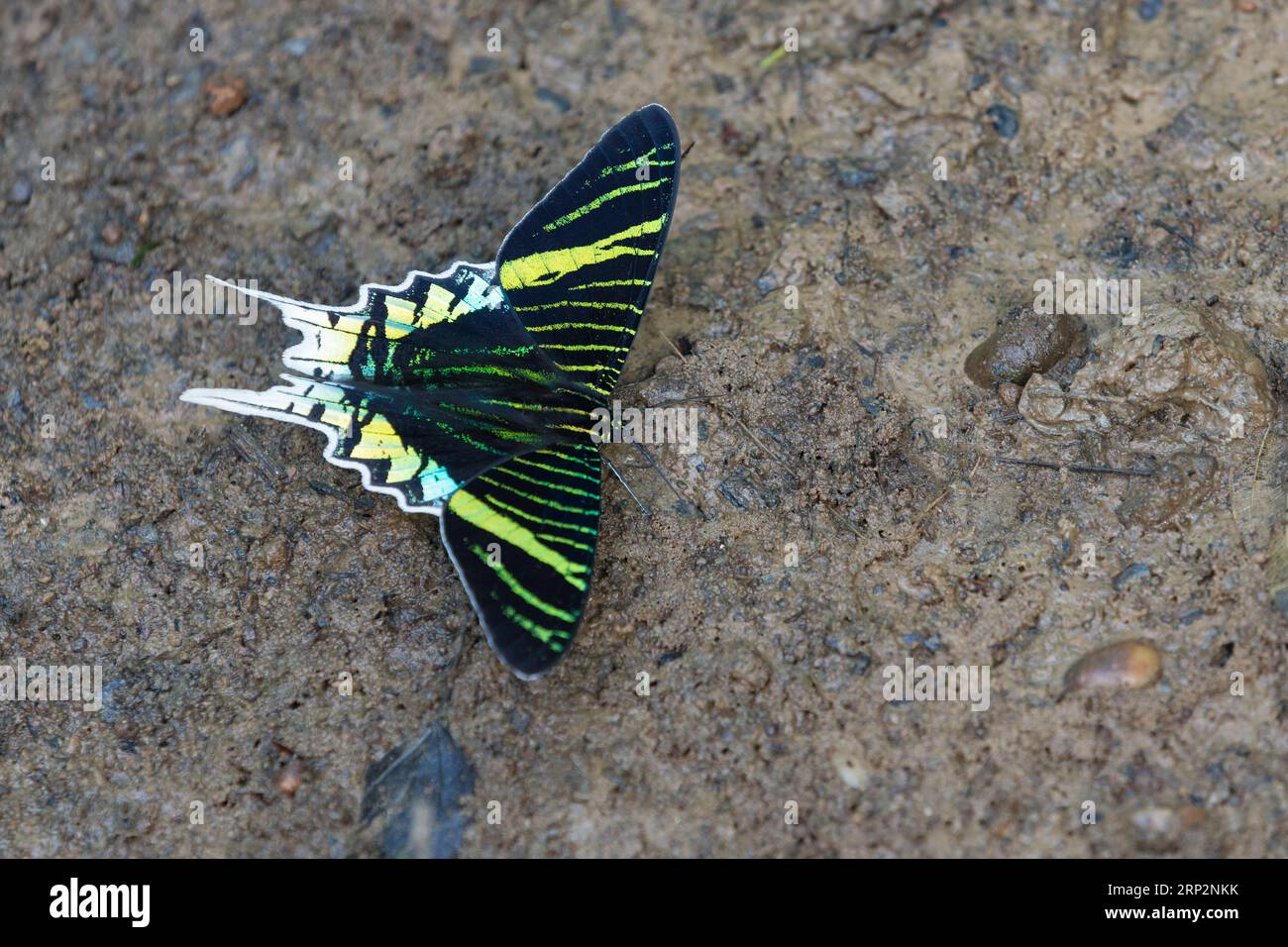 urania urania leilus, imago à la lèche minérale, réserve nationale de Tambopata, Pérou, mai Banque D'Images