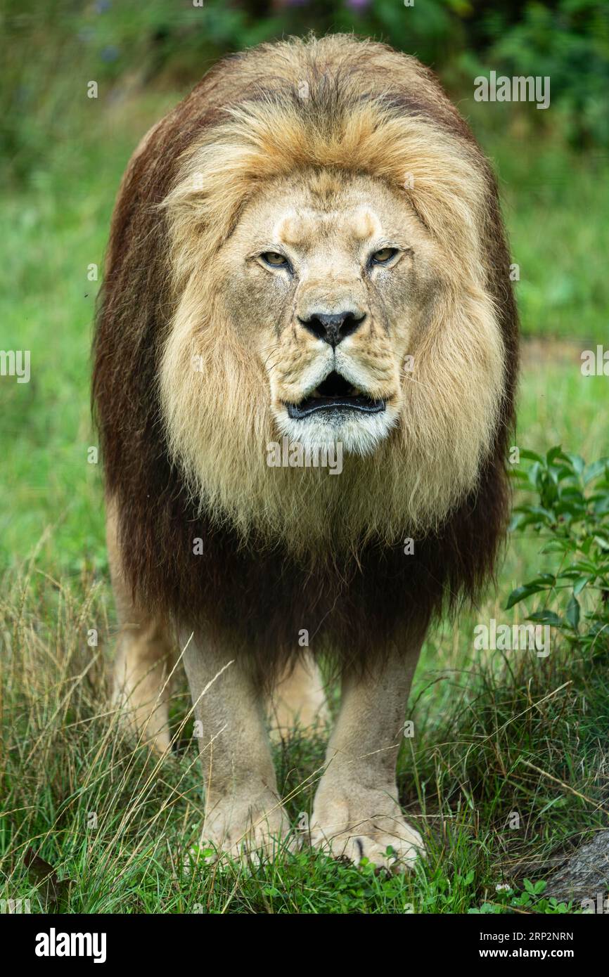 Lion de Barbarie (Panthera leo leo) rugissant, portrait animal, Allemagne Banque D'Images