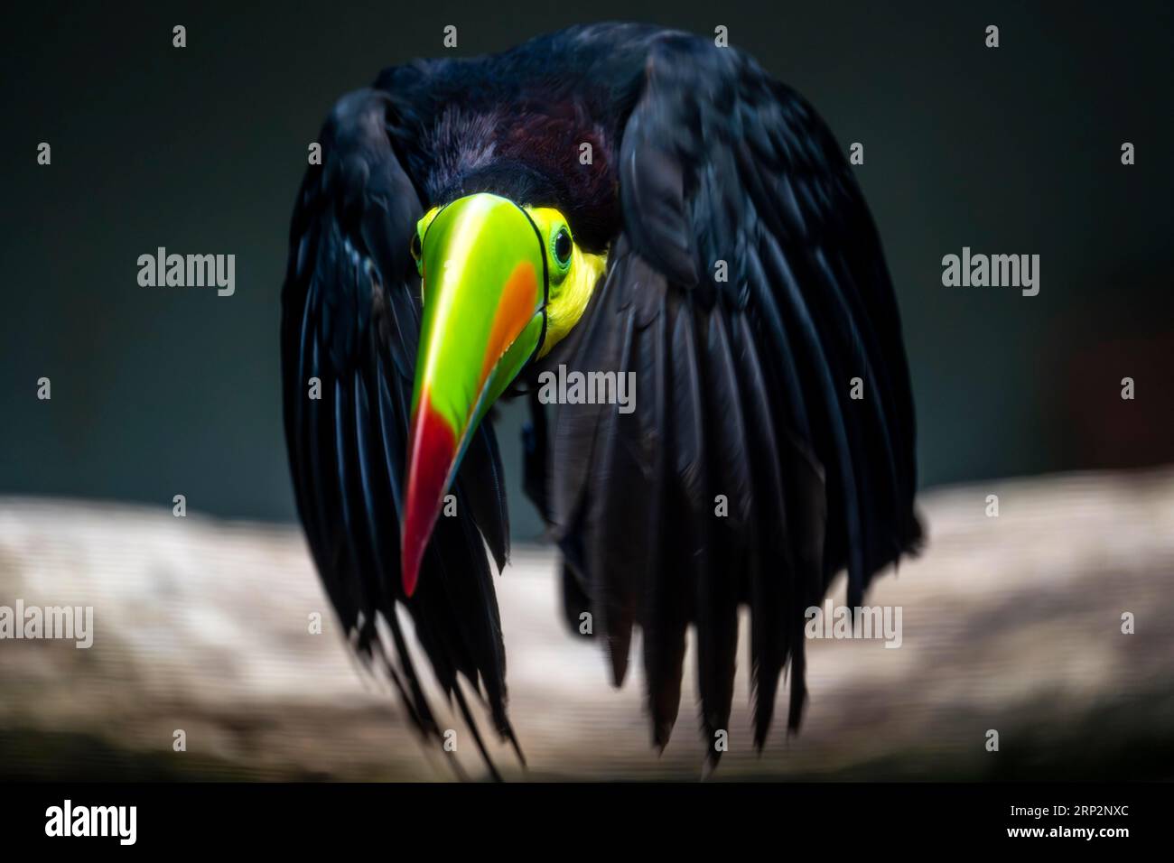 Toucan à bec de quille (Ramphastos sulfuratus), en vol, Allemagne Banque D'Images