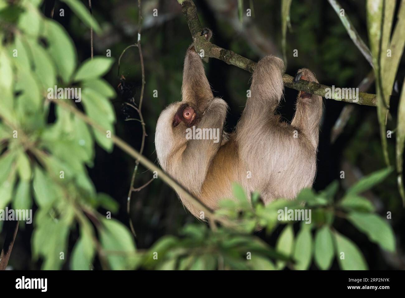 Paresseux à deux orteils de Hoffmann Choloepus hoffmanni, adulte suspendu dans la canopée de la forêt tropicale, Inkaterra Reserva Amazonica, Puerto Maldonado, Pérou, mai Banque D'Images
