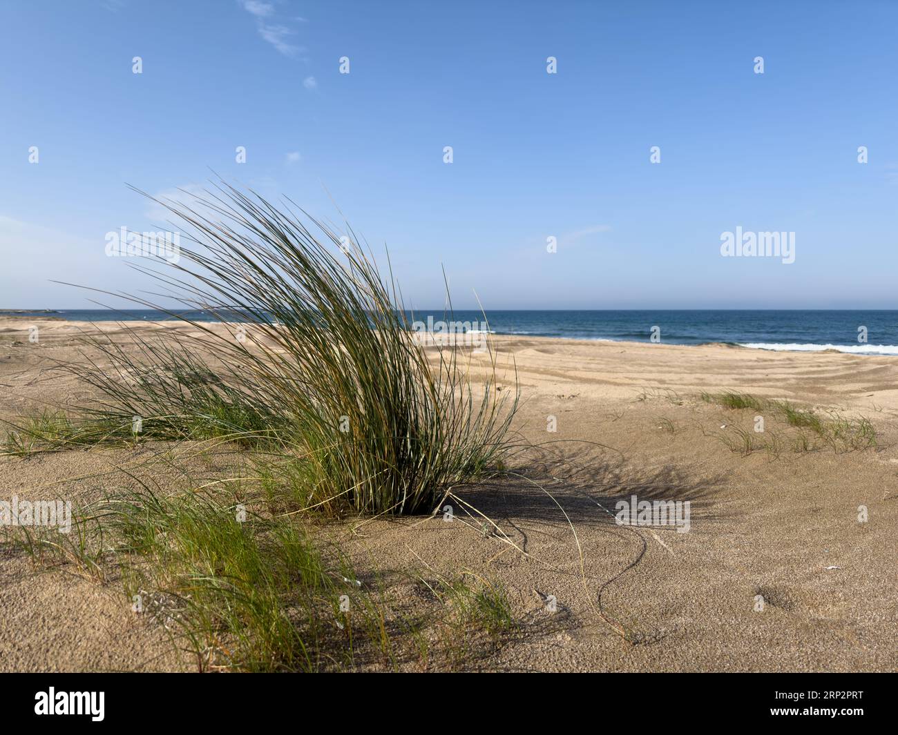 Plantes de plage soufflant dans le vent. Banque D'Images