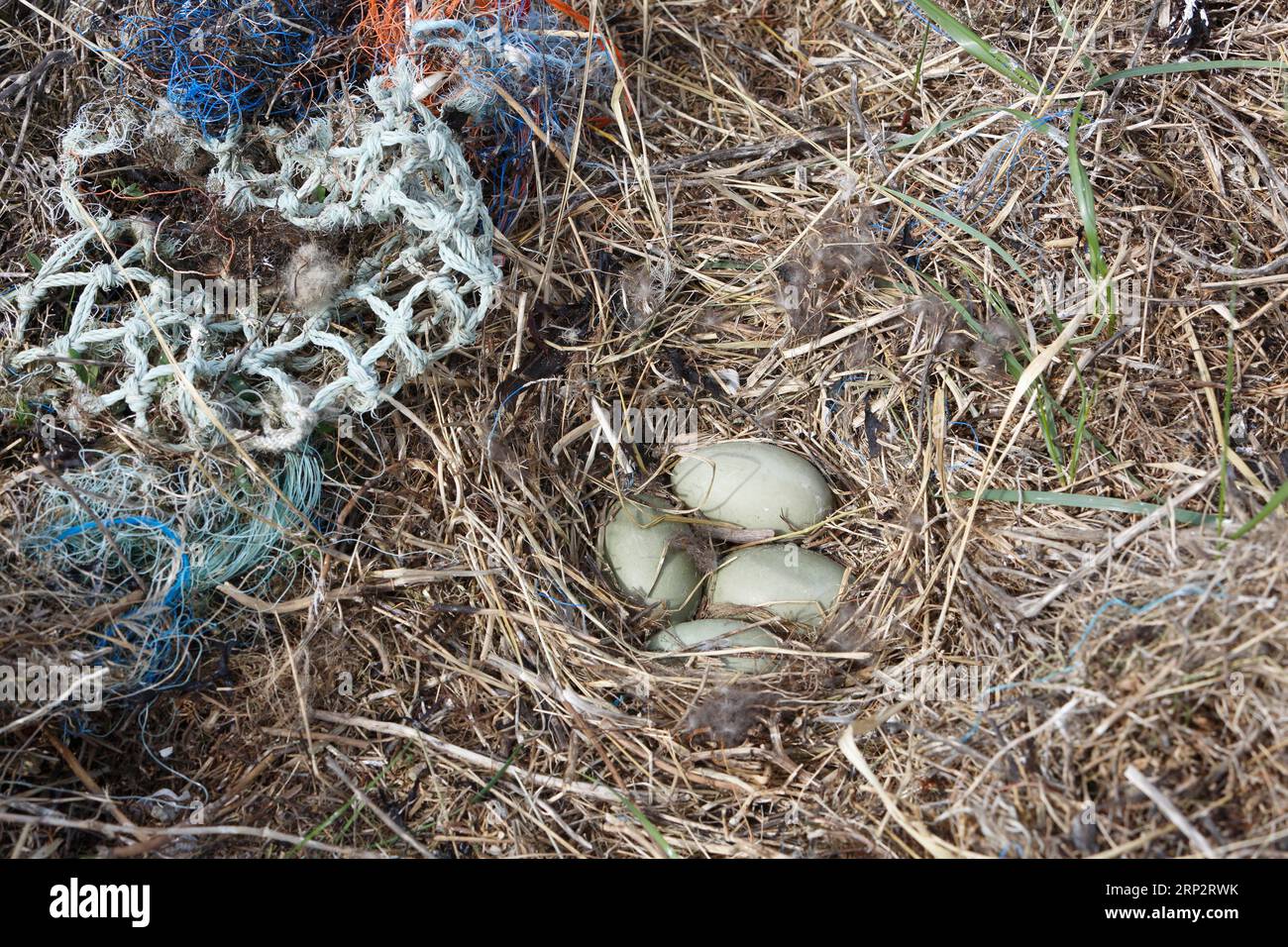 Déchets de la mer, impact humain sur l'écosystème marin, ponte d'un canard eider (Somateria mollissima) avec cordes en plastique, Minsener OOG, Lower Banque D'Images