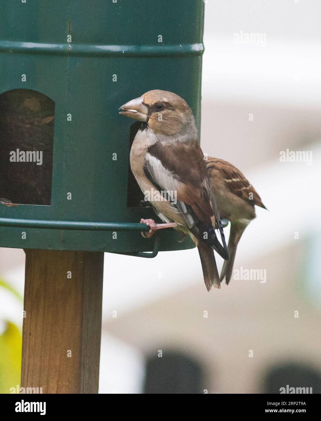 HAWFINCH Coccothraustes Coccothraustes dans le jardin à l'alimentateur de graines Banque D'Images
