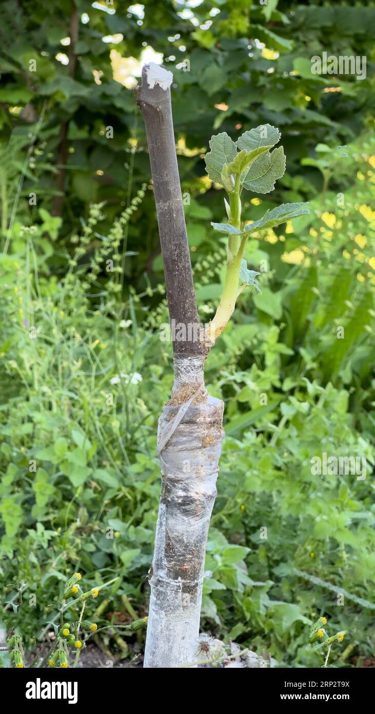 Greffe sur un arbre fruitier au printemps. Greffage d'arbres en gros plan Banque D'Images