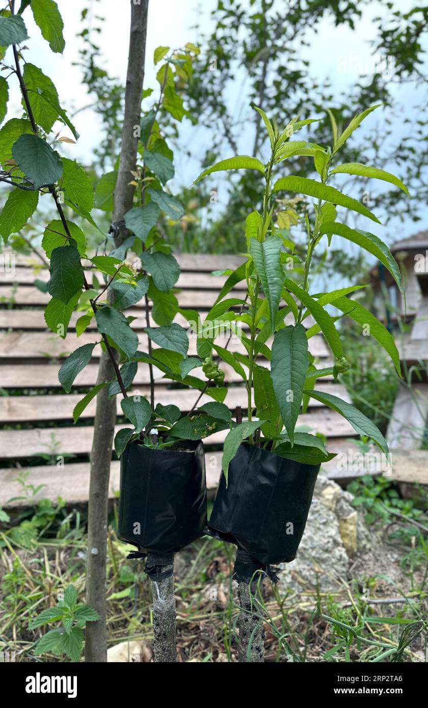 Greffe sur un arbre fruitier au printemps. Greffage d'arbres en gros plan Banque D'Images