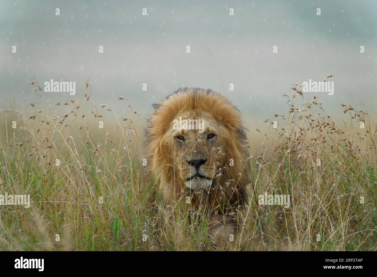 Lion cranté (Panthera leo) sous la pluie dans la savane d'herbe, Maasai Mara Game Reserve, Kenya Banque D'Images