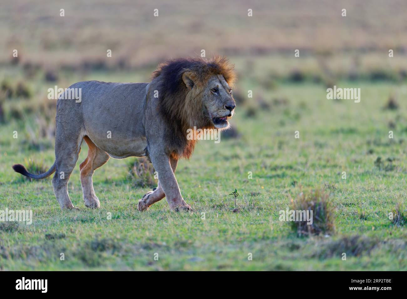 Lion cranté (Panthera leo) après le lever du soleil dans la savane herbeuse, Maasai Mara Game Reserve, Kenya Banque D'Images