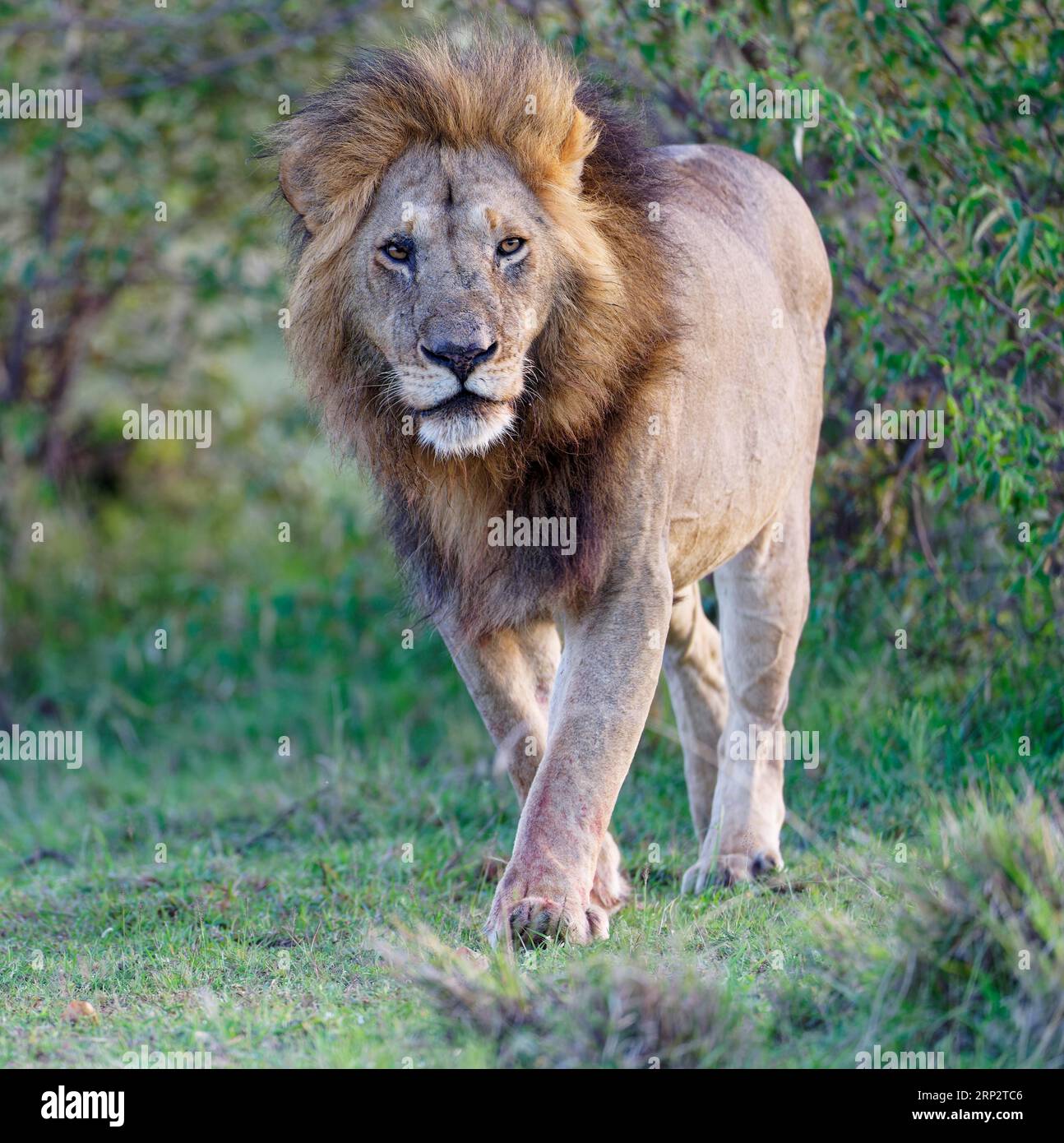 Lion à crans (Panthera leo) dans la savane herbeuse, Réserve faunique Maasai Mara, Kenya Banque D'Images