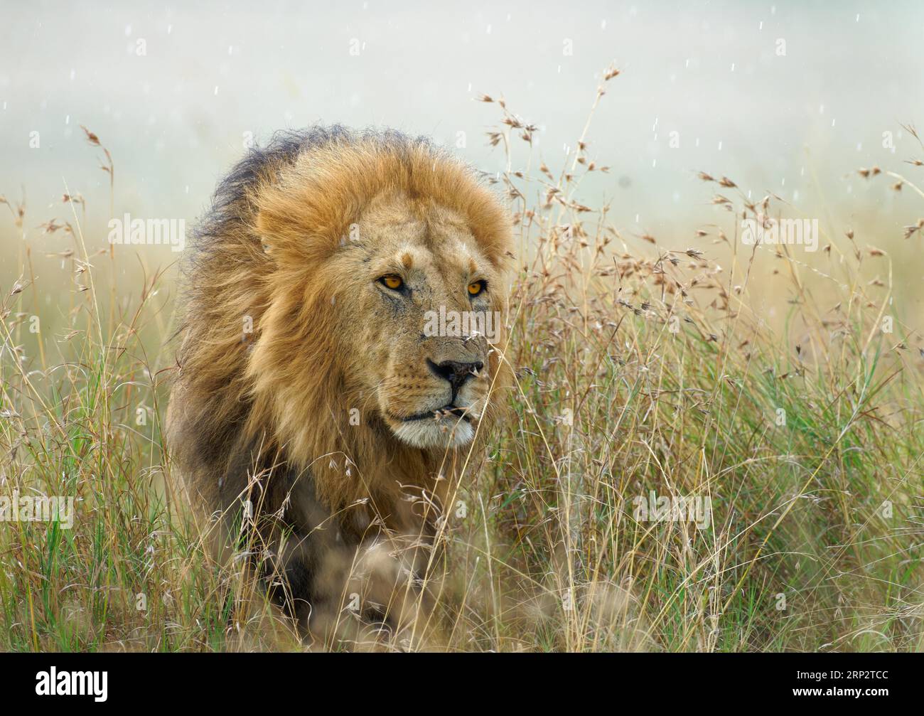 Lion cranté (Panthera leo) sous la pluie dans la savane d'herbe, Maasai Mara Game Reserve, Kenya Banque D'Images