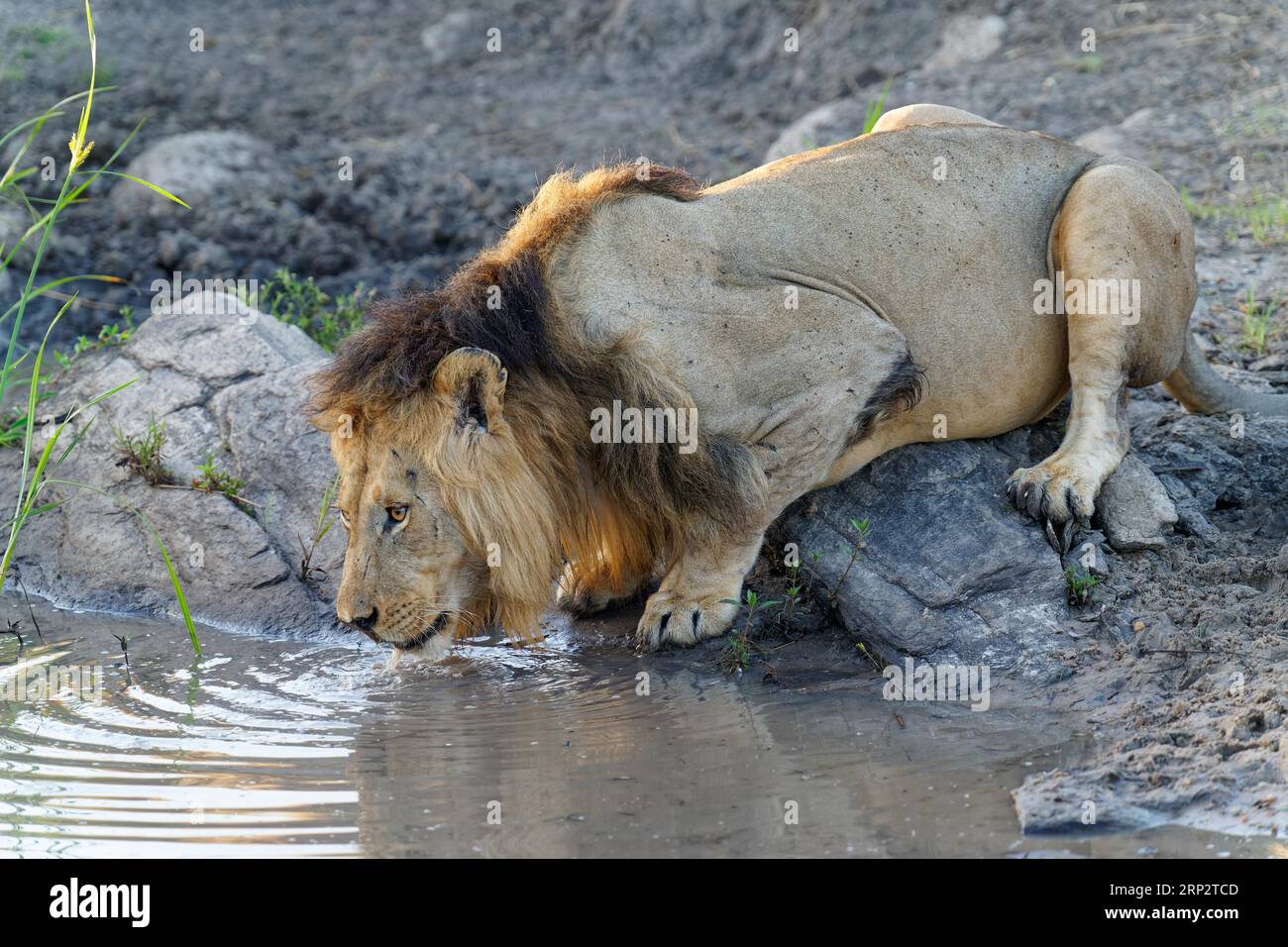 Maehnenloewe (Panthera leo) boit dans une rivière, Réserve faunique Maasai Mara, Kenya Banque D'Images