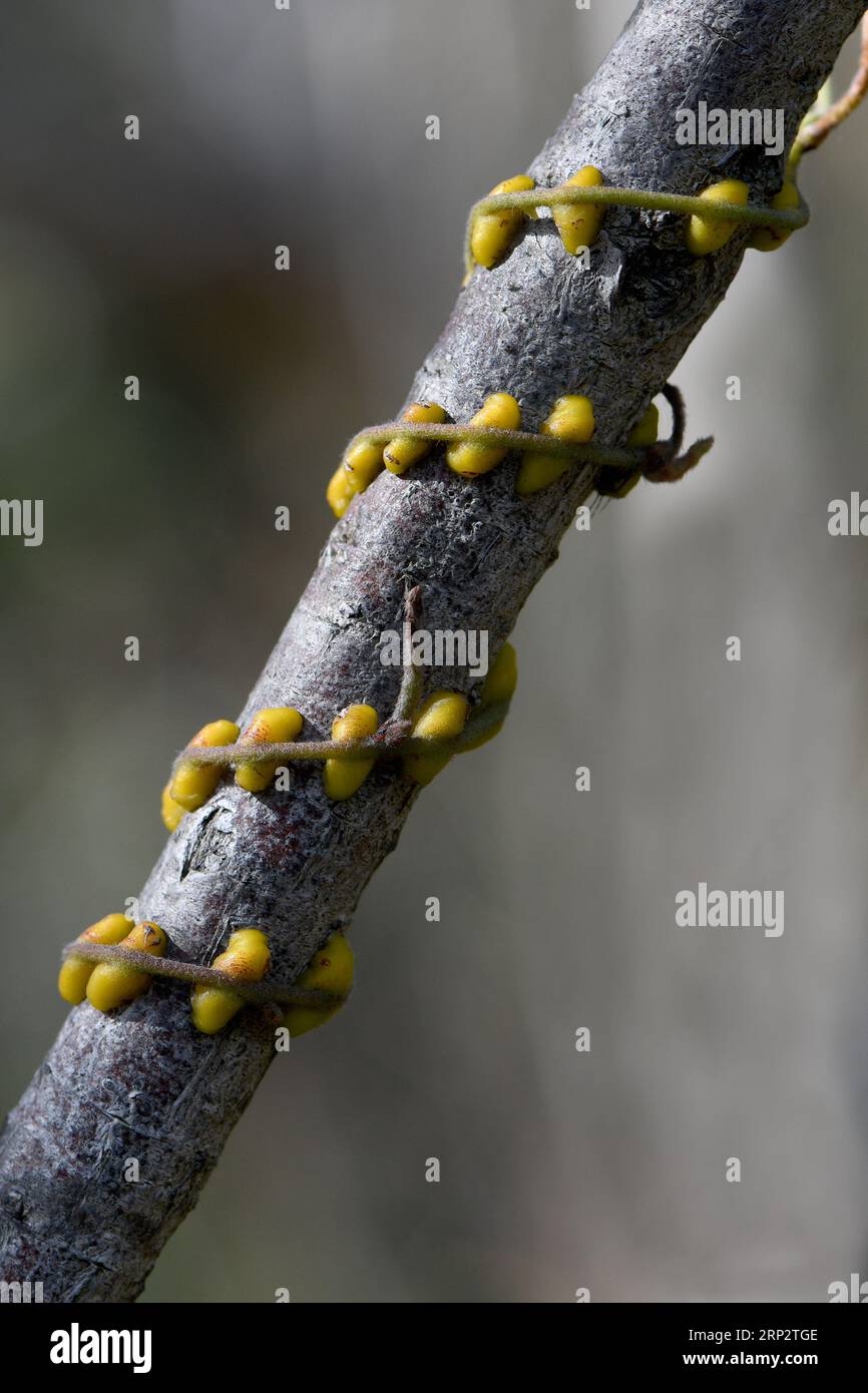 Gros plan de la tige et de l'haustoria de la vigne parasite Cassytha pubescens, famille des Lauraceae. Connu sous le nom de Dodder Laurel ou Devils Twine Banque D'Images