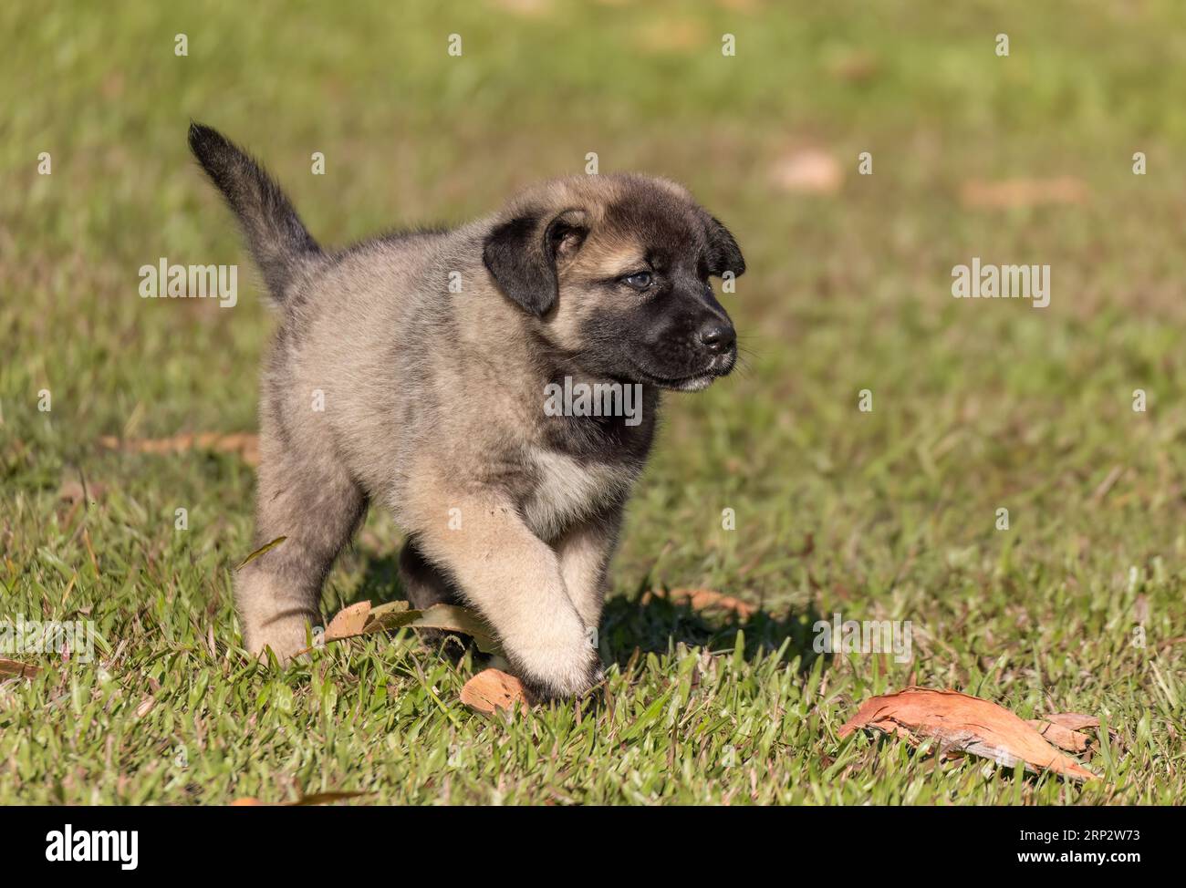 Berger anatolien de 8 semaines sur la pelouse. Banque D'Images
